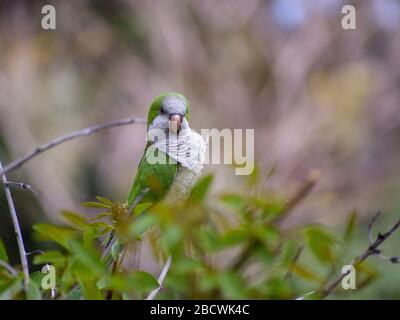 Mönch Sittich (Myiopsitta monachus) oder quäker-papagei, der in einem Baum in einem Park in Buenos Aires sitzt Stockfoto