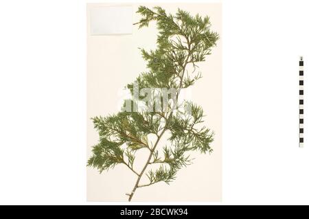 Ostredcedar. EO 401317 Eastern Red-cedar Juniperus virginiana 001.jpg Stockfoto