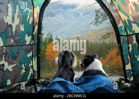 Zwei entzückende Hunde liegen zusammen in einer Palette mit Blick auf die Berge Stockfoto
