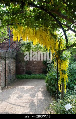 Laburnum Pergola Queens Gardens Historische Königspaläste Kew Palace Königliche Botanische Gärten Kew Gardens, Richmond, London, TW9 3AE Stockfoto