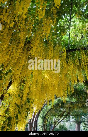 Laburnum Pergola Queens Gardens Historische Königspaläste Kew Palace Königliche Botanische Gärten Kew Gardens, Richmond, London, TW9 3AE Stockfoto