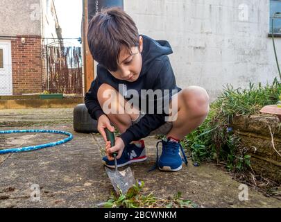 Ein kleiner Junge, der Unkraut mit einem Handzwirbel im Garten aufgräbt. Stockfoto