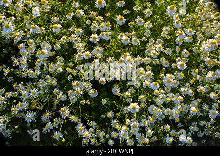 Sommerblumen Kamille, duftende Mayweed einheimische jährlich, in Südengland häufig, wächst an Straßenrändern, Müllplätzen und Kornfeldern, bis zu 50cm. Stockfoto