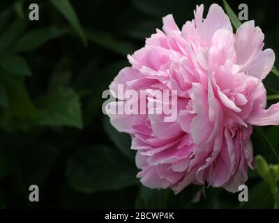 Eine rosafarbene Doppelknöchelblume schließt. Paeonia lactiflora Sarah Bernhardt. Stockfoto