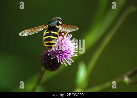 Das blühende große Burdock Arctium lappa, medizinische Plantclose-up-Ansicht mit Biene auf dem Kopf Stockfoto
