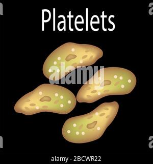 Die Struktur der Thrombozyten. Thrombozyten sind eine Blutzelle. Infografiken. Vektordarstellung auf isoliertem Hintergrund. Stock Vektor