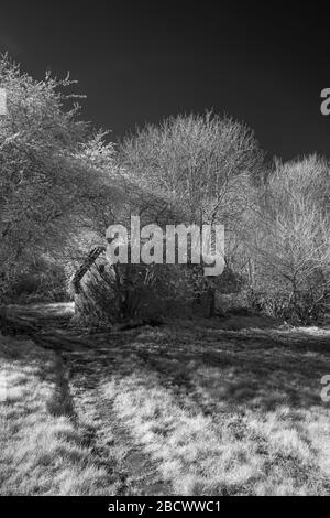 Verlassene Betriebsgebäude, Aufnahme in nahes Infrarot (720 nm) Stockfoto