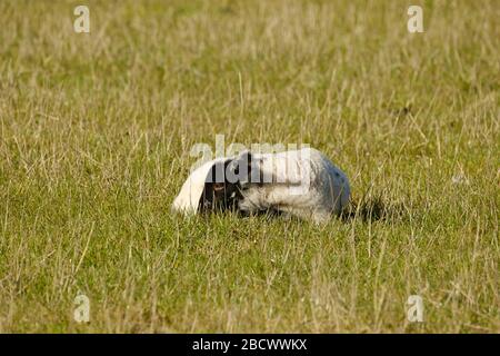 Ein junges Lamm, das in einem Feld in Warwickshire, Großbritannien schläft Stockfoto