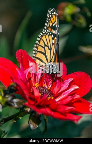 Ein Porträt eines weiblichen Monarch Schmetterlings (Danaus plexippus) bestäubt eine Dhalia Blume. Stockfoto
