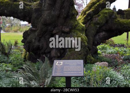 Der Baum Owen Cherry im Owen Rose Garden in Eugene, Oregon, USA. Stockfoto