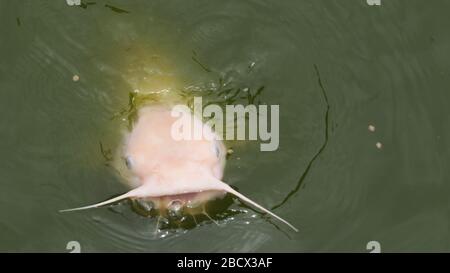 Channel Catfish. Kinderfarm, Catfish, Kanalkatze, Fisch, Arten: Punctatus, Gattung: Ictalurus, Familie: Ictaluridiae, Ordnung: Siluriformes, Klasse: Actinopterygii, Phylum: Chordata, Königreich: Animalia Channel Catfish Stockfoto