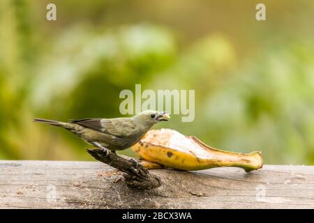 Palm Tanager (Thraupis palmarum) isst eine Banane im Arenalgebiet von Costa Rica Stockfoto