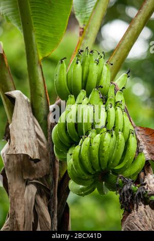 Luna Nueva Rain Forest, Costa Rica, Mittelamerika. Bananenbaum mit Obst. Stockfoto