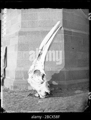 Grauer Wal-Schädel. Schädel, Grauwal [Eschrichtius robustus]. Nordpazifik. USNM A 13803.Leaned gegen das Äußere des Smithsonian Institution Building, oder Castle.Smithsonian Institution Archives, ACC. 11-007, Feld 013, Bild-Nr. MNH-2912 Stockfoto