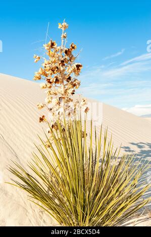 Yucca (Yucca elata) mit trockenem geöffnet Samenkapseln, White Sands National Monument, New Mexico, NM, USA. Stockfoto