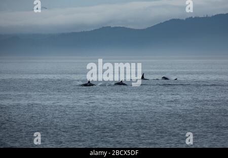 4 transiente Orcas in der Nähe von Vancouver Island Stockfoto