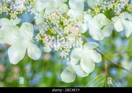 Issaquah, Washington, USA. Zweifach belichtende Blumenblüten mit Doublefile-Viburnum (Viburnum plicatum) und babyblauen Augen (Nemophila menziesii). Die Stockfoto