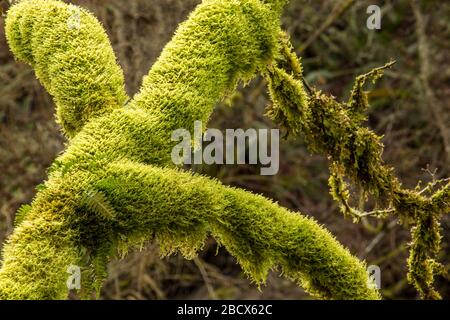 Hobart, Washington, USA. Moss-bedeckter Baum mit Lakritzfarnen, die daraus wachsen. Stockfoto
