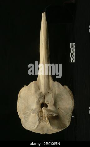 Mesoplodon densirostris de Blainville, im Jahr 1817. Nov. 20191 Mesoplodon densirostris de Blainville, 1817 Stockfoto