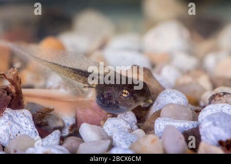 Ein Tadpol (auch Pollywog oder Polliwog genannt) ist das Larvenstadium im Lebenszyklus einer Amphibienart, insbesondere das eines Frosches oder einer Kröte. Sie sind wir Stockfoto