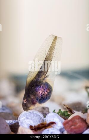 Ein Tadpol (auch Pollywog oder Polliwog genannt) ist das Larvenstadium im Lebenszyklus einer Amphibienart, insbesondere das eines Frosches oder einer Kröte. Sie sind wir Stockfoto