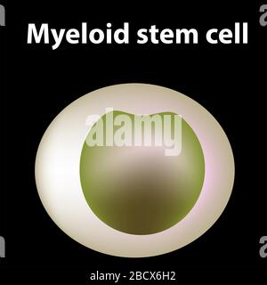 Die Struktur der Thrombozyten. Thrombozyten sind eine Blutzelle: Myeloid, Stamm, Zelle, Megakaryocyte, Megakaryoblast. Infografiken. Vektorgrafiken auf Stock Vektor