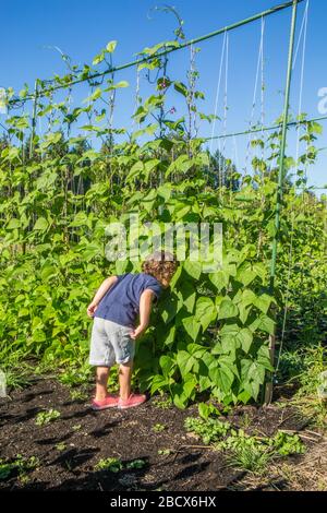 Vier Jahre alter Junge Suche nach einige grüne Bohnen Schoten im Maple Valley, Washington, USA.  Das sind Goodmother Stollard lila Pfostenbohnen. Stockfoto