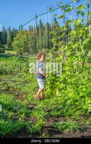 Maple Valley, Washington, USA. Vierjähriger Junge, der nach grünen Bohnenschoten zum Essen sucht. Er betrachtet Goodmother Stollard Purpurpolbohnen. Stockfoto