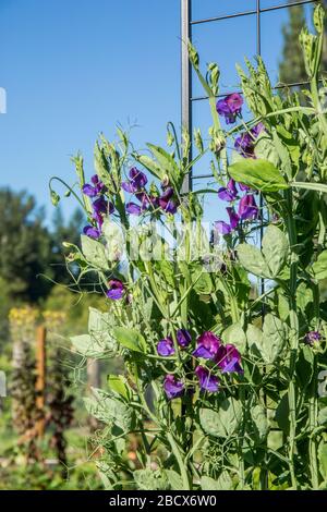 Blauen Reflexionen Zuckererbsen wächst in ein Gemüse Garten in Maple Valley, Washington, USA.  Sie sind eine hervorragende Mischung aus duftenden Reflexion Zuckererbsen Stockfoto