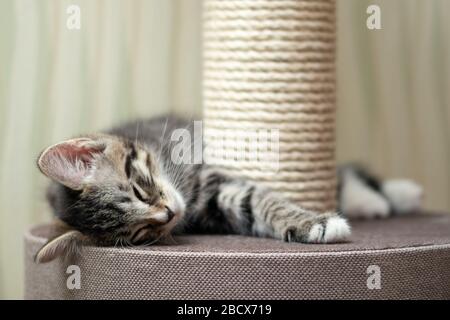 Süßes graues Tabby-Kätzchen, das in der Nähe des kratzenden Pfostens schläft. Stockfoto