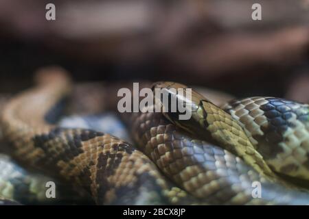 Falsches Wasser Cobra. Spezies: gigas,Genus: Hydrodynastes,Familie: Colubridae,Ordnung: Squamata,Klasse: Reptilia,Phylum: Chordata,King:Animalia,False Water Cobra,Cobra,Snake,Reptile House False Water Cobra Stockfoto