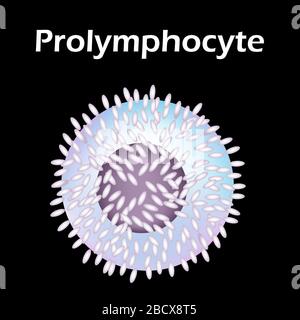 Die Struktur der Lymphozyte. Lymphozyten Blutkörperchen. Immunität der weißen Blutkörperchen. Leukozyt. Infografiken. Vektorgrafiken auf isoliert Stock Vektor