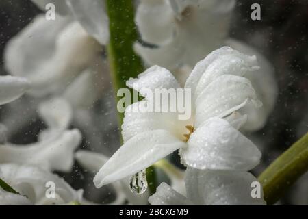 Weiße Hyazinthe im Regen mit Wassertropfen Stockfoto