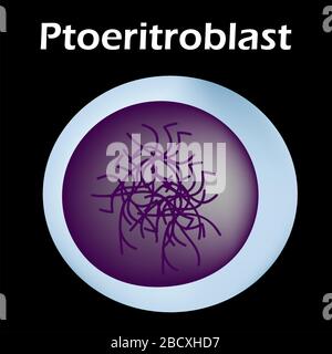 Die Struktur der Erythrozyten. Erythrozyten-Blutzelle. Die Struktur der roten Blutkörperchen. Retikulozyt. Infografiken. Vektorgrafiken auf Stock Vektor