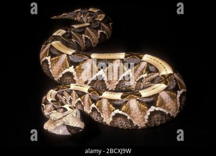 Gabun Viper. Art: Gabonica,Genus: Bitis,Familie: Viperiden,Ordnung: Squamata,Klasse: Reptilia,Phylum: Chordata,Königreich: Animalia,Reptile,Schlange,Datum Unbekanntes Gaboon Viper Stockfoto