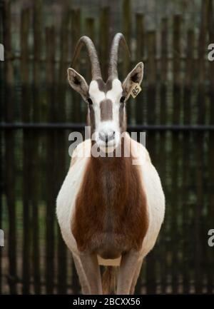 Scimitarhorned Oryx. Gerohrtes ungulat, Arten: Dammah, Gattung: Oryx, Familie: Bovidiae, Ordnung: Artiodactyla, Klasse: Mammalia, Phylum: Chordata, Königreich: Animalia, Scimitar-horned Oryx, Oryx Scimitarhorned Oryx Stockfoto