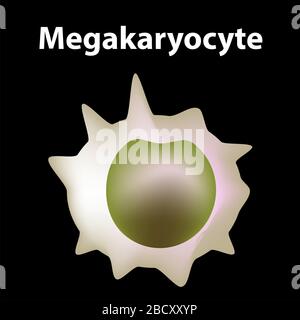 Die Struktur der Thrombozyten. Thrombozyten sind eine Blutzelle: Myeloid, Stamm, Zelle, Megakaryocyte, Megakaryoblast. Infografiken. Vektorgrafiken auf Stock Vektor