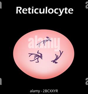 Die Struktur der Erythrozyten. Erythrozyten-Blutzelle. Die Struktur der roten Blutkörperchen. Retikulozyt. Infografiken. Vektorgrafiken auf Stock Vektor