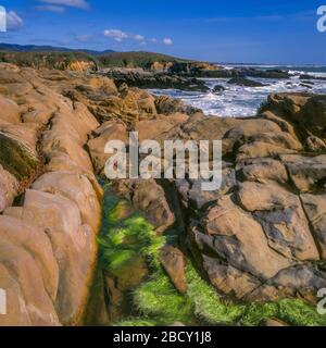 Tidepool, Ano Nuevo State Reserve, San Mateo County, Kalifornien Stockfoto