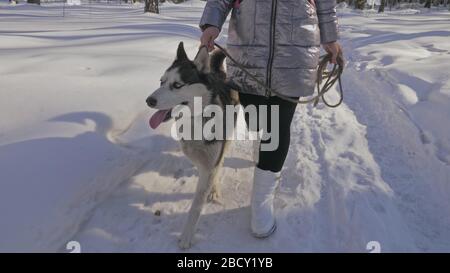 Frau und kleines Kind laufen im Winterwald mit Husky-Hund. Junge Mutter mit Tochter im Park mit Huskies Hund. Freundschaft Haustier Mensch. Stockfoto