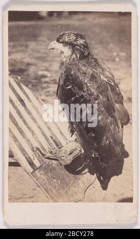 Old Abe Eagle of 8th Wisconsin Volunteers. S/NPG.79.246.192 Stockfoto