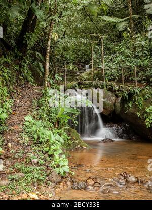Holzfußbrücke über einen kleinen Bach in Costa-ricanischem Wald Stockfoto