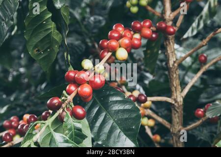 Nahaufnahme der Niederlassungen der Kaffeeplanze mit Kaffeebohnen Stockfoto