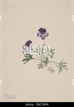 Birdsfoot Violet Viola pedata. Stockfoto