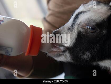 Germendorf, Deutschland. März 2020. Der kleine Ziegenbock Oreo wird im Zoo Germendorf (Brandenburg) mit der Flasche aufgezogen, weil seine Mutter den Nachwuchs nicht angenommen hat. Kredit: Paul Zinken / dpa-Zentralbild / ZB / dpa / Alamy Live News Stockfoto