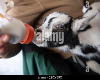 Germendorf, Deutschland. März 2020. Der kleine Ziegenbock Oreo wird im Zoo Germendorf (Brandenburg) mit der Flasche aufgezogen, weil seine Mutter den Nachwuchs nicht angenommen hat. Kredit: Paul Zinken / dpa-Zentralbild / ZB / dpa / Alamy Live News Stockfoto