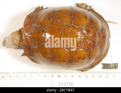 Terrapene carolina triunguis. August 20141 Terrapene carolina triunguis Stockfoto