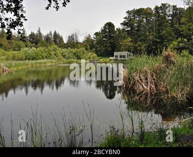 David C. Daniels Nature Center, Alpine Pond, Mid-Peninsula Regional Open Space District, Kalifornien Stockfoto