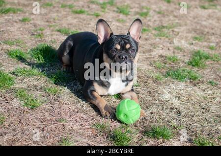 Schöne französische Bulldogge Welpe genießen das Frühlingswetter Stockfoto