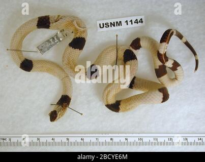 Micrurus distans. August 20141 Stockfoto